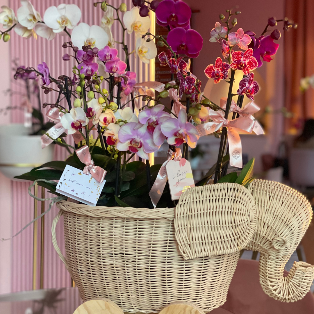 Elefantito de Orquídeas