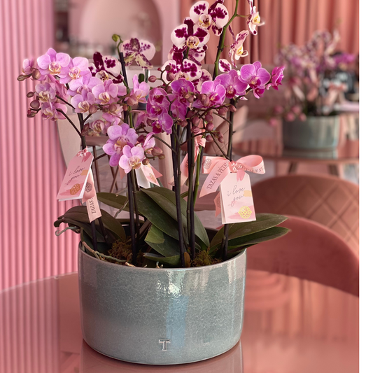Jardín orquídeas mediano