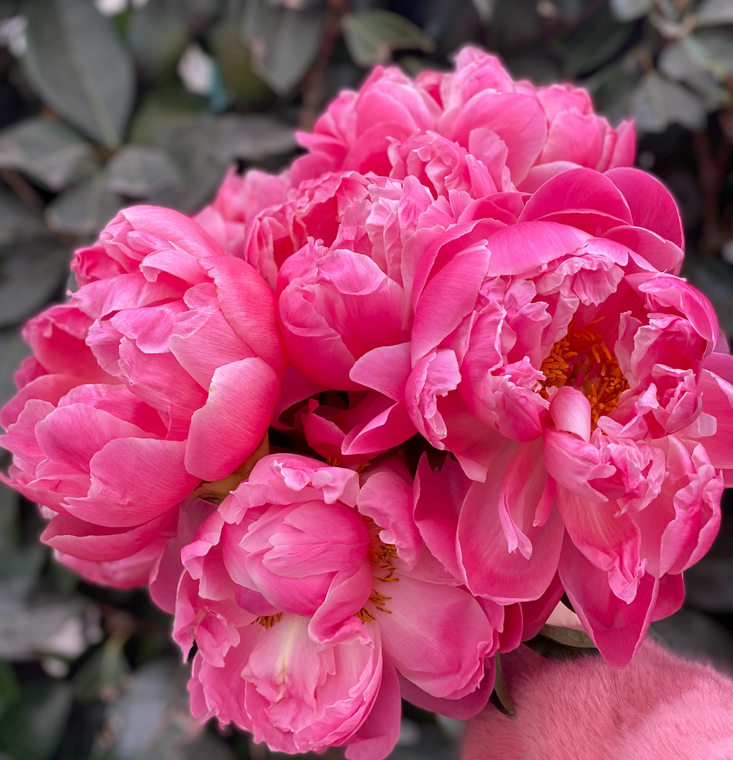 Peonias (decena)