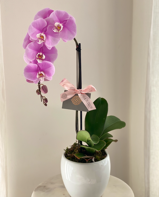 orquídea cascada