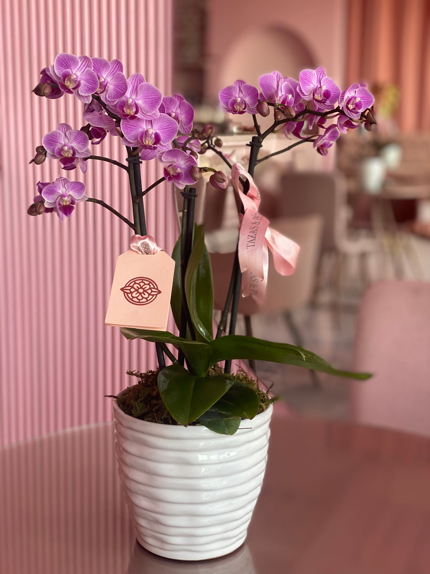 Orquídeas Sencilla