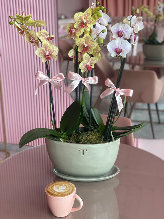 Orquídeas Doble