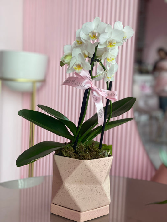 Orquídea Laila