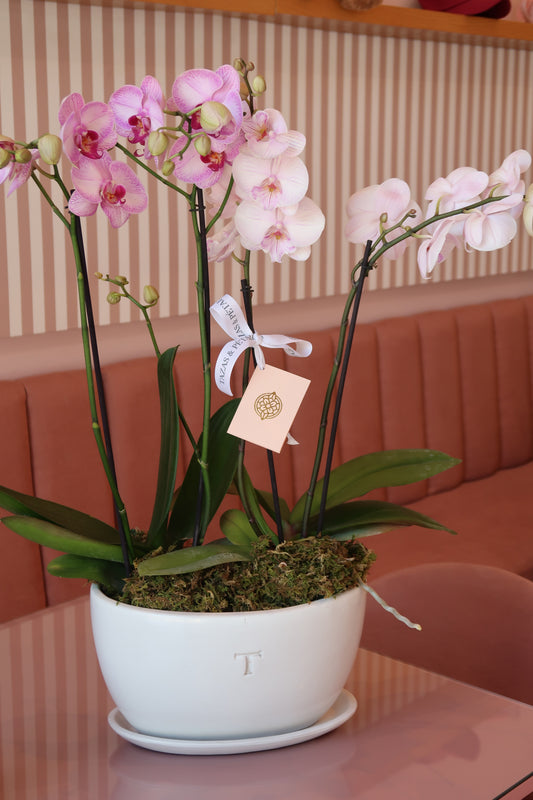 Orquídeas Doble